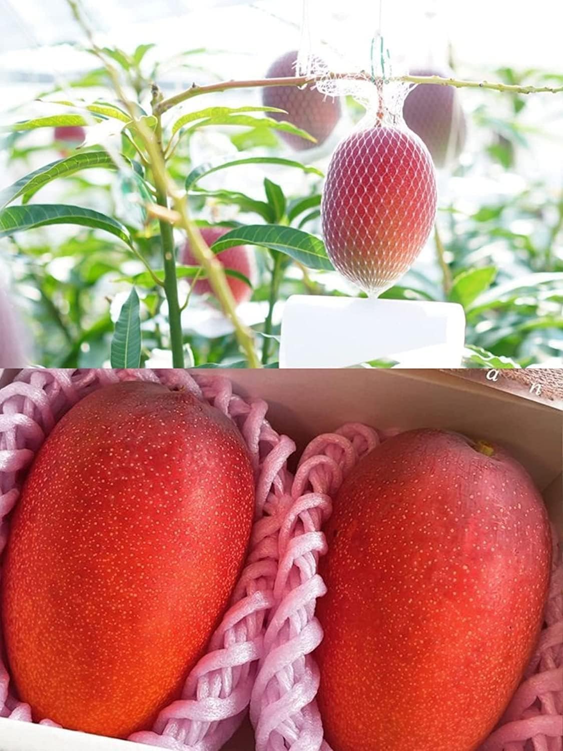 Japanese Miyazaki Mango Grafted
