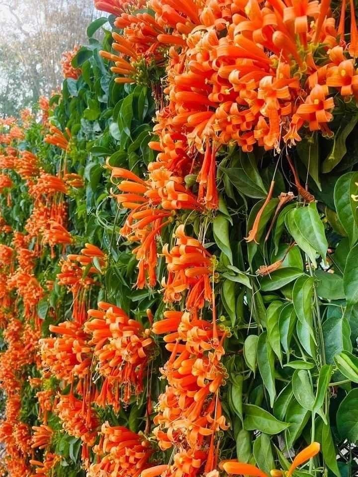 Flaming Trumpet Vine (Orange Bignonia Venusta healthy Live Plant)