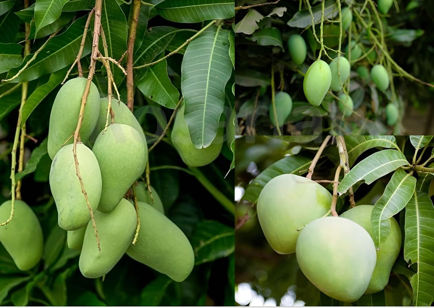 PlantExotic Original Variety Thailand All Time/ Baramasi Mango Grafted Live Plant