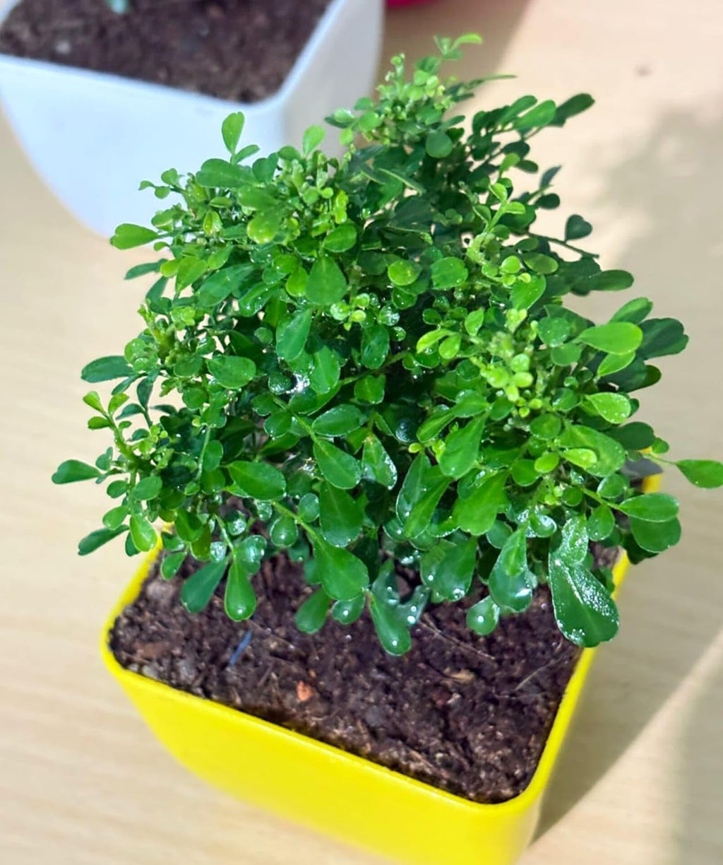 Ficus Bonsai Table Kamini Oxygen Indoor Live Plant