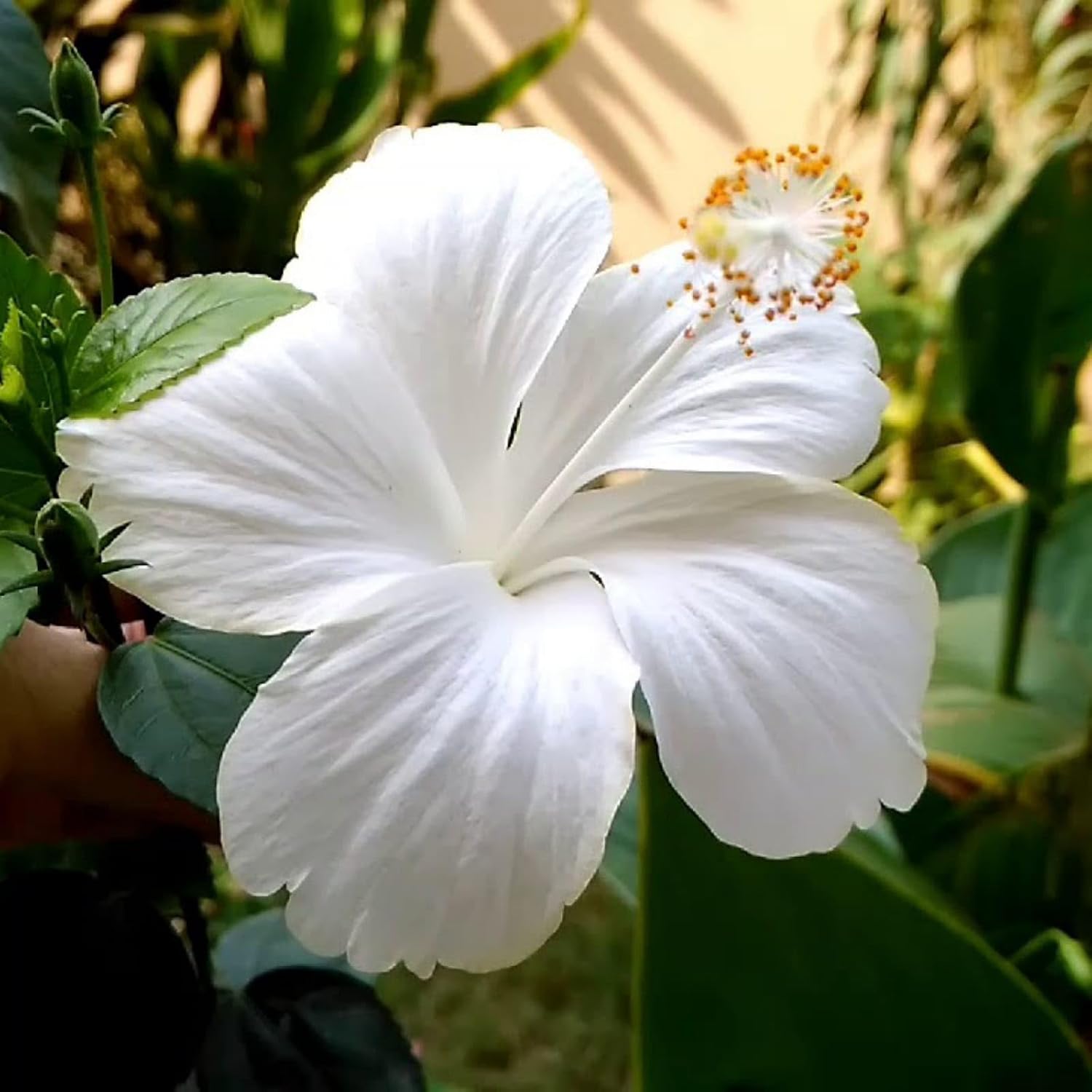 Hibiscus White (Gudhal)