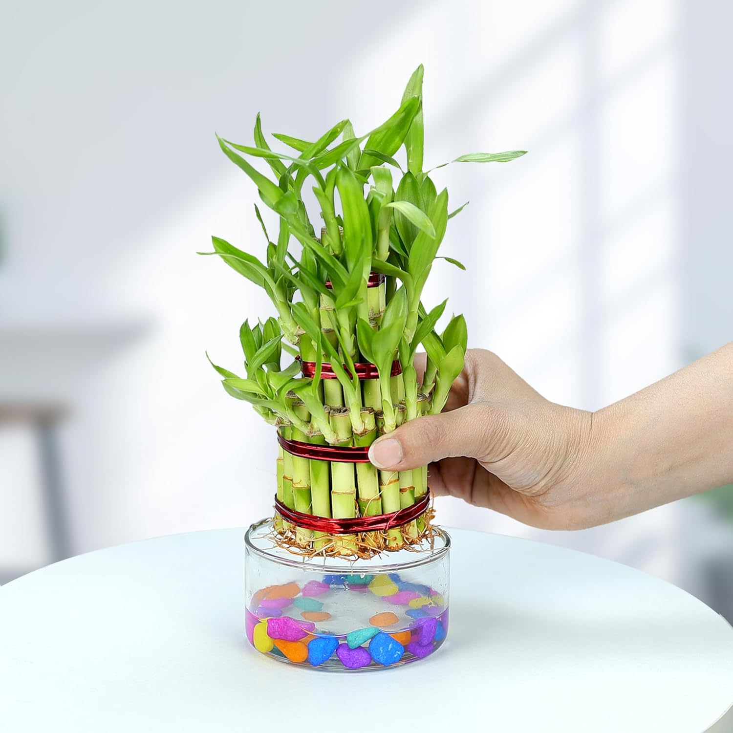 Lucky Bamboo 3 Layer Indoor Plant with Decorative Stones | Feng Shui Table Top Décor (20–25 cm)
