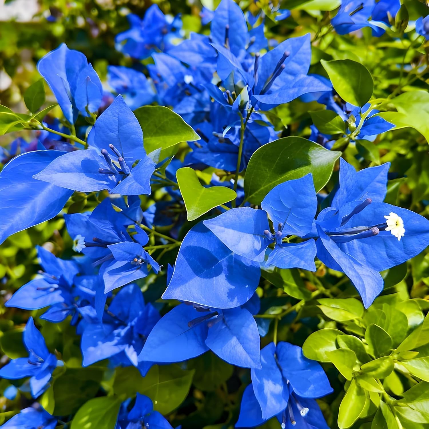 Bougainvillea Blue Flower Plant
