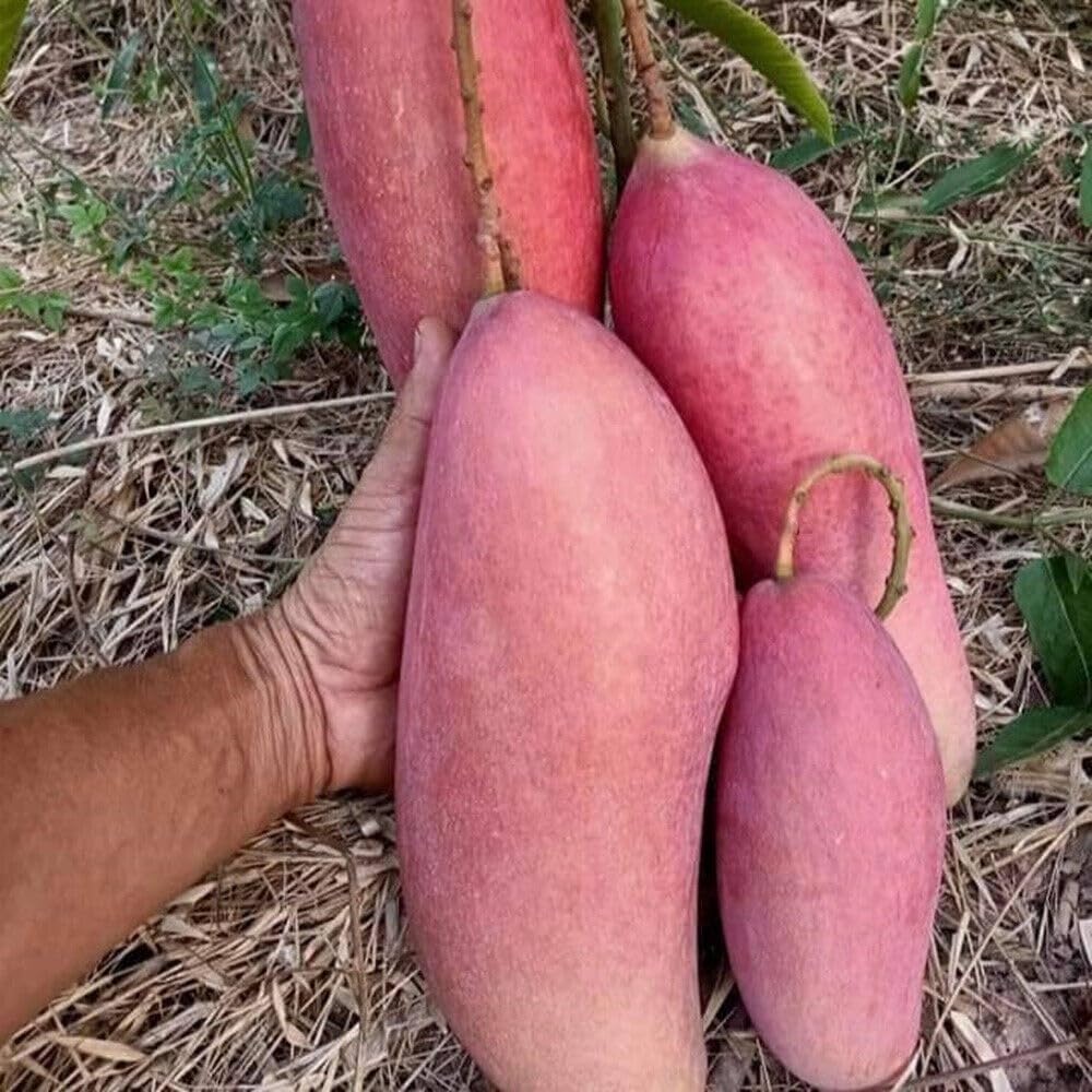 Thai Chiang Mai Mango (Grafted) Live Plant