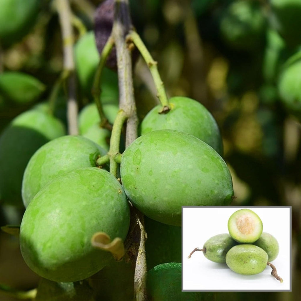 Arabic Olive Imported Self Pollinating Plant