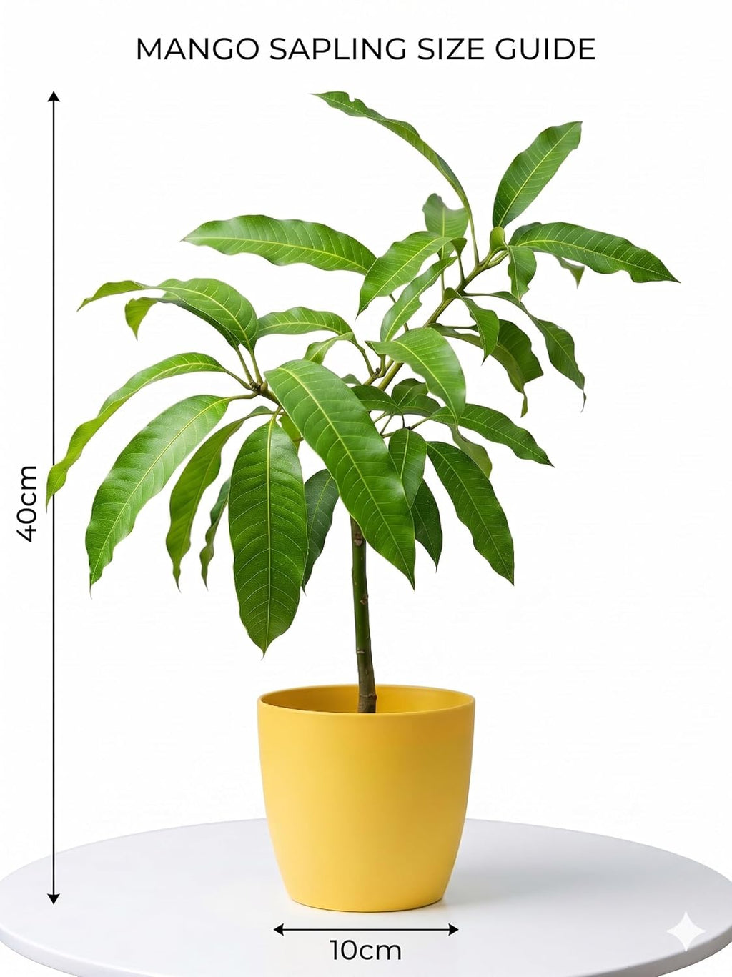 Himsagar Mango Grafted Plant