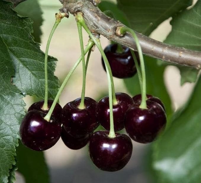 PlantExotic Black Cherry Fruit Tree Live Plant Seeding, 15-17inch Height -Prunus serotina, for Home and Garden Yards Planting