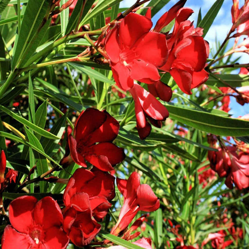 Oleander Red Flower Plant