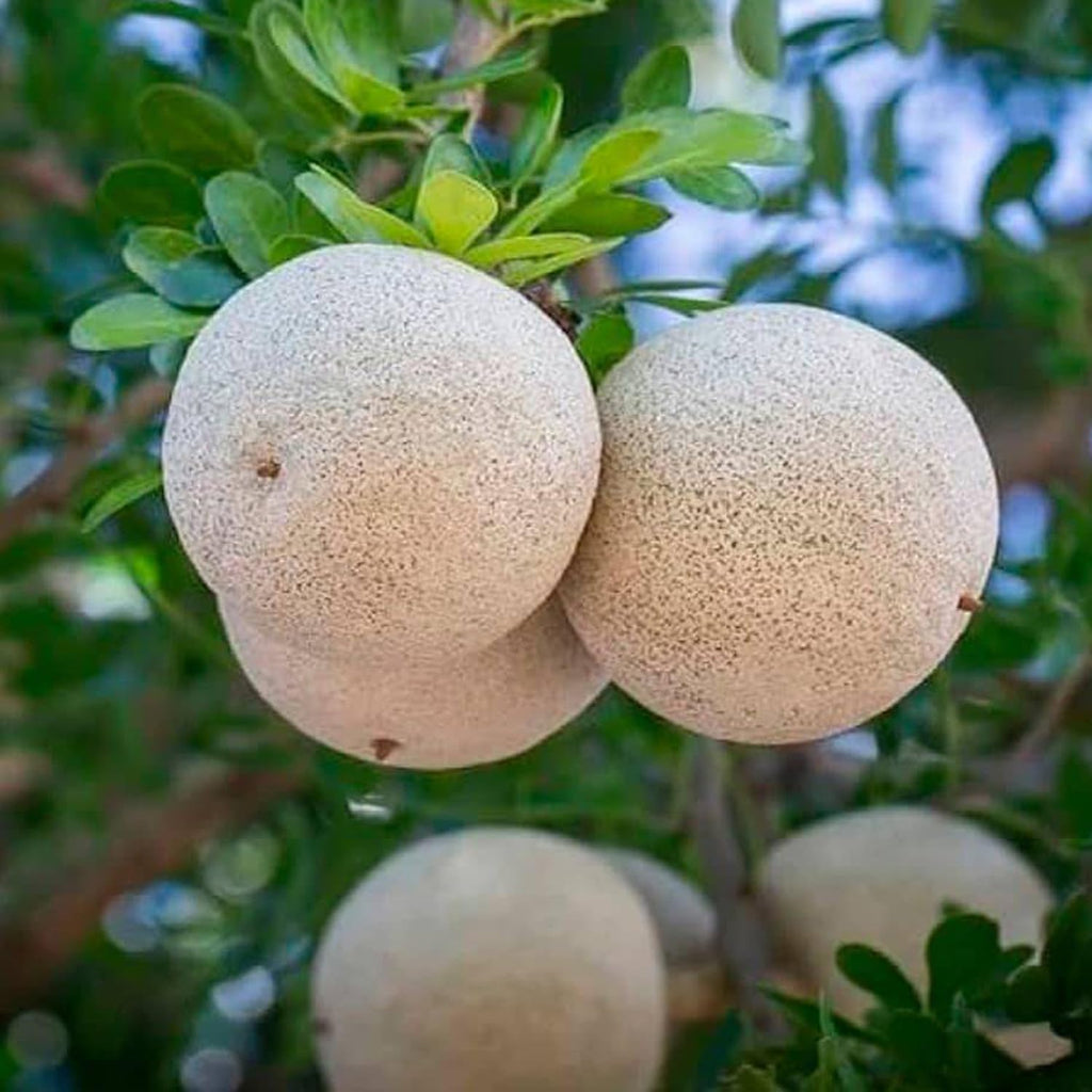 PlantExotic Wood Apple Live plant (GRAFTED)