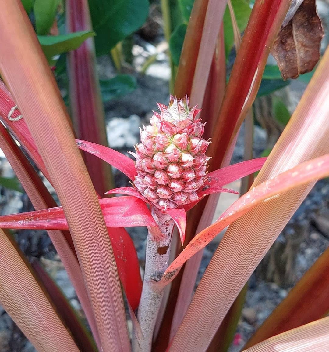 PlantExotic Sweet & Juice Thai Red Pineapple Live Plant