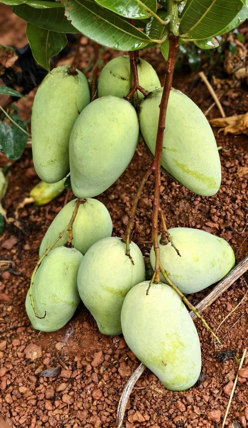PlantExotic Original Variety Thailand All Time/ Baramasi Mango Grafted Live Plant