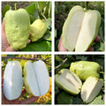 Japanese White Diamond Guava Plant