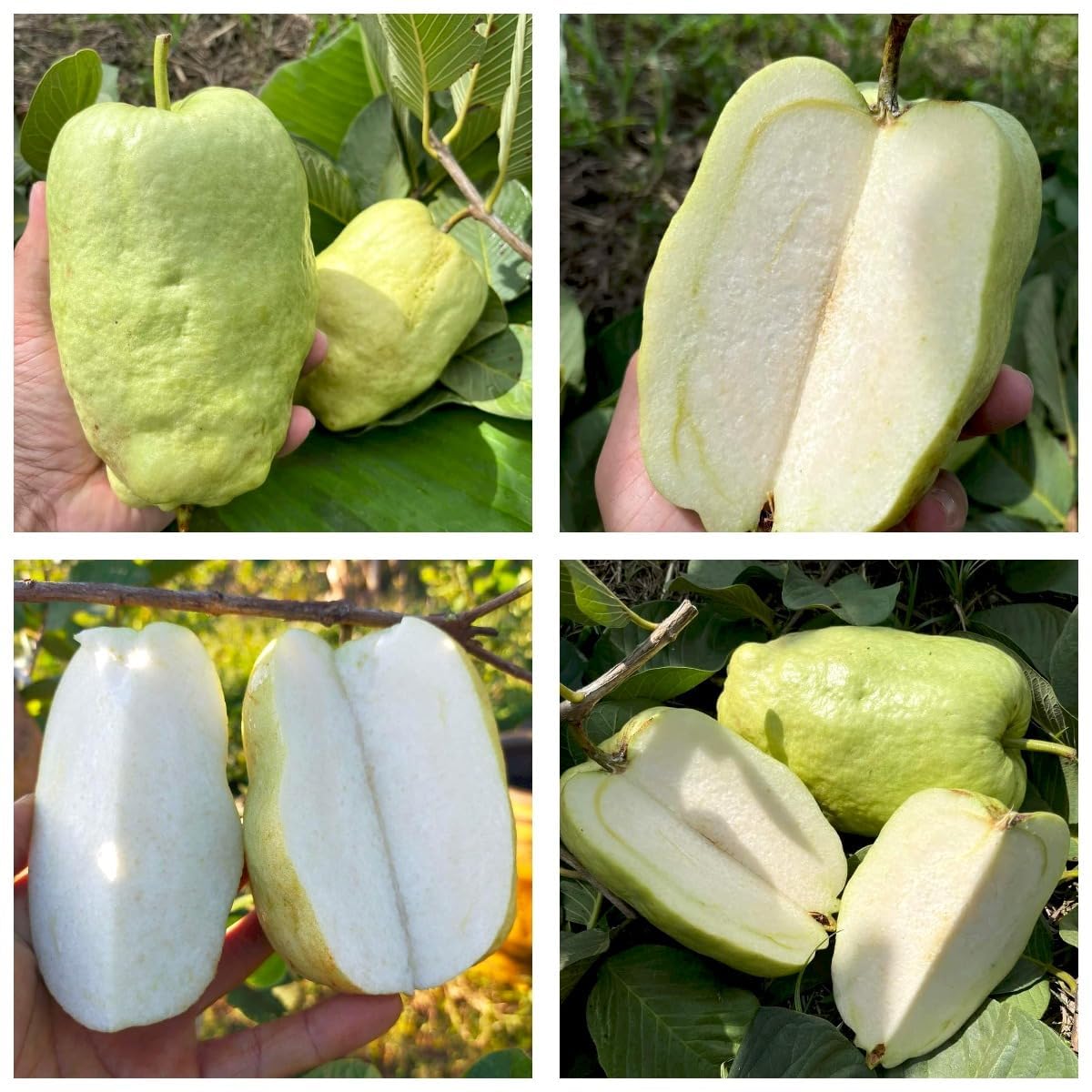 Japanese White Diamond Guava Plant