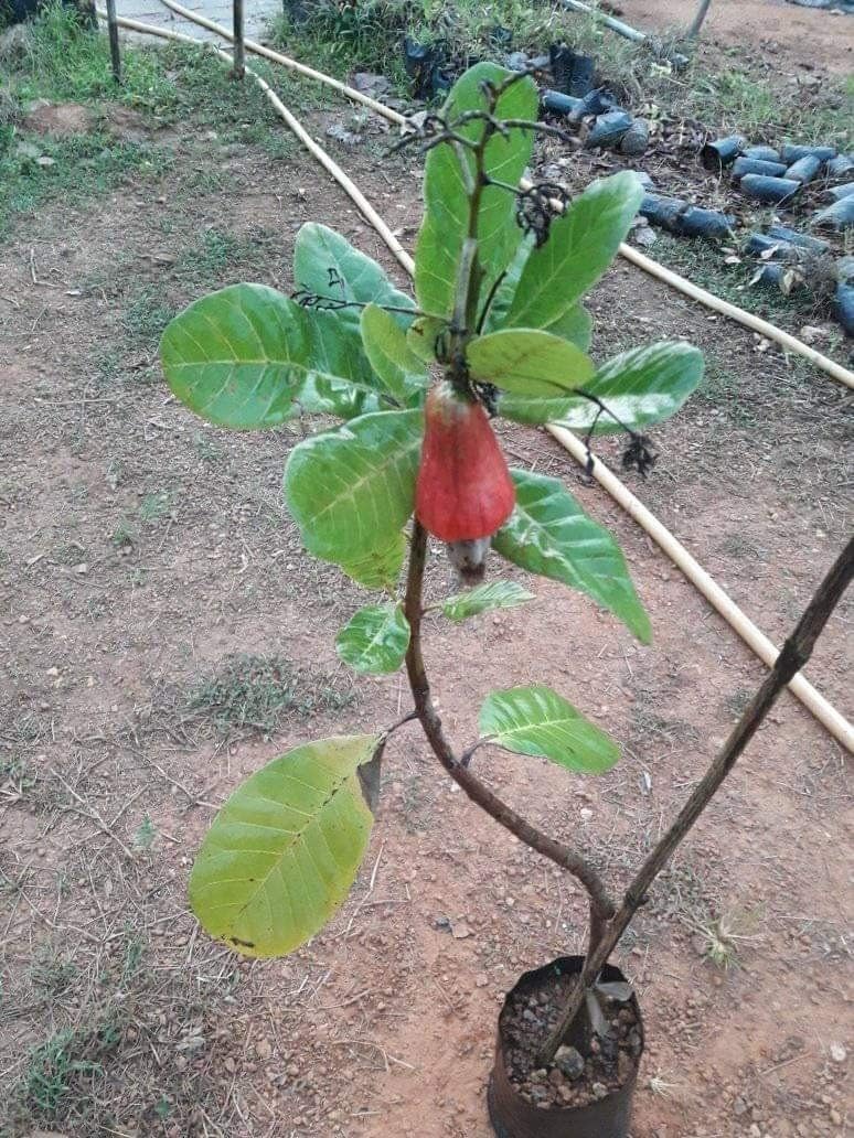 Cashew (Kaju) Grafted Plant