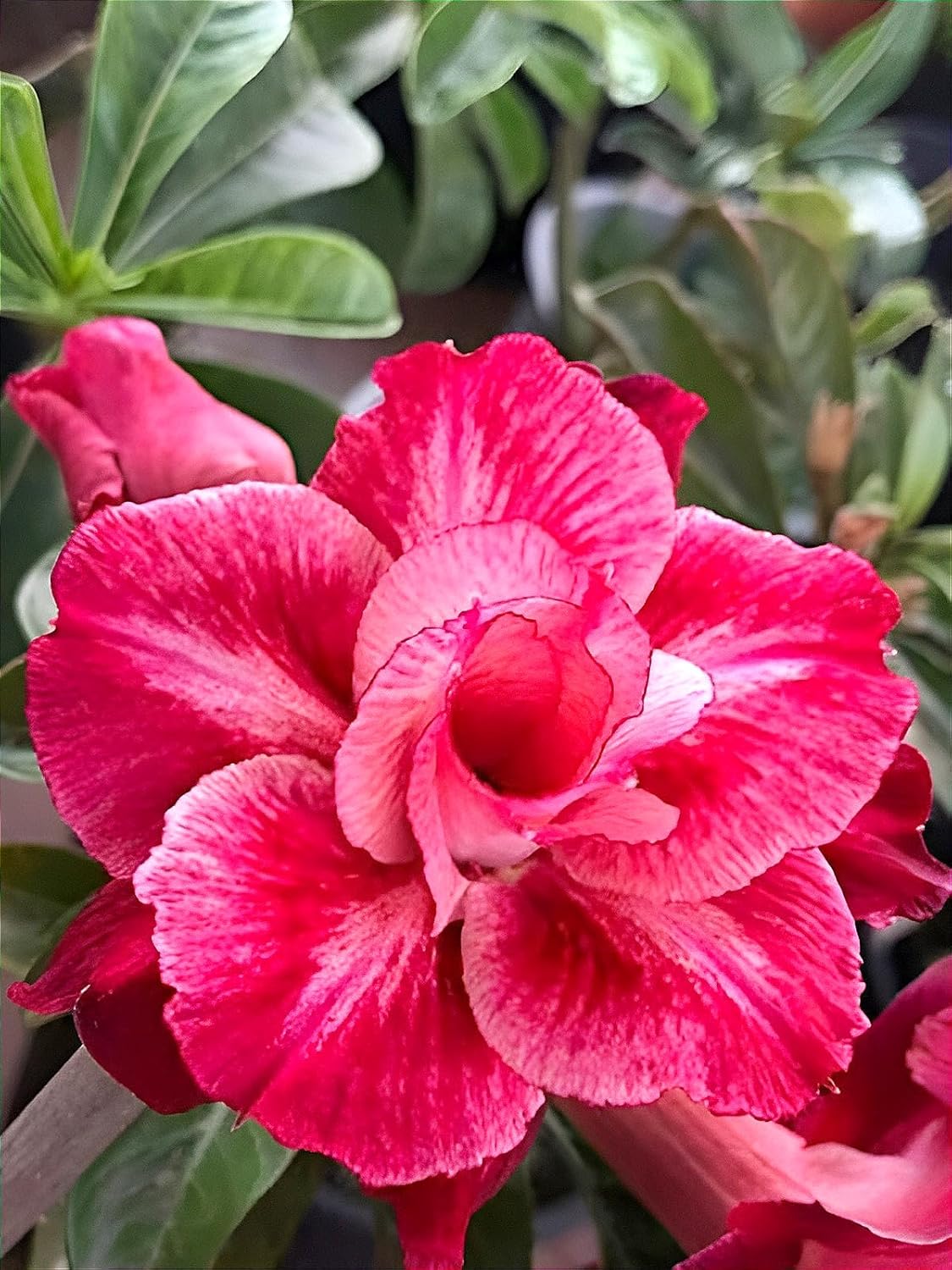 Desert Adenium Pink Bonsai Plant