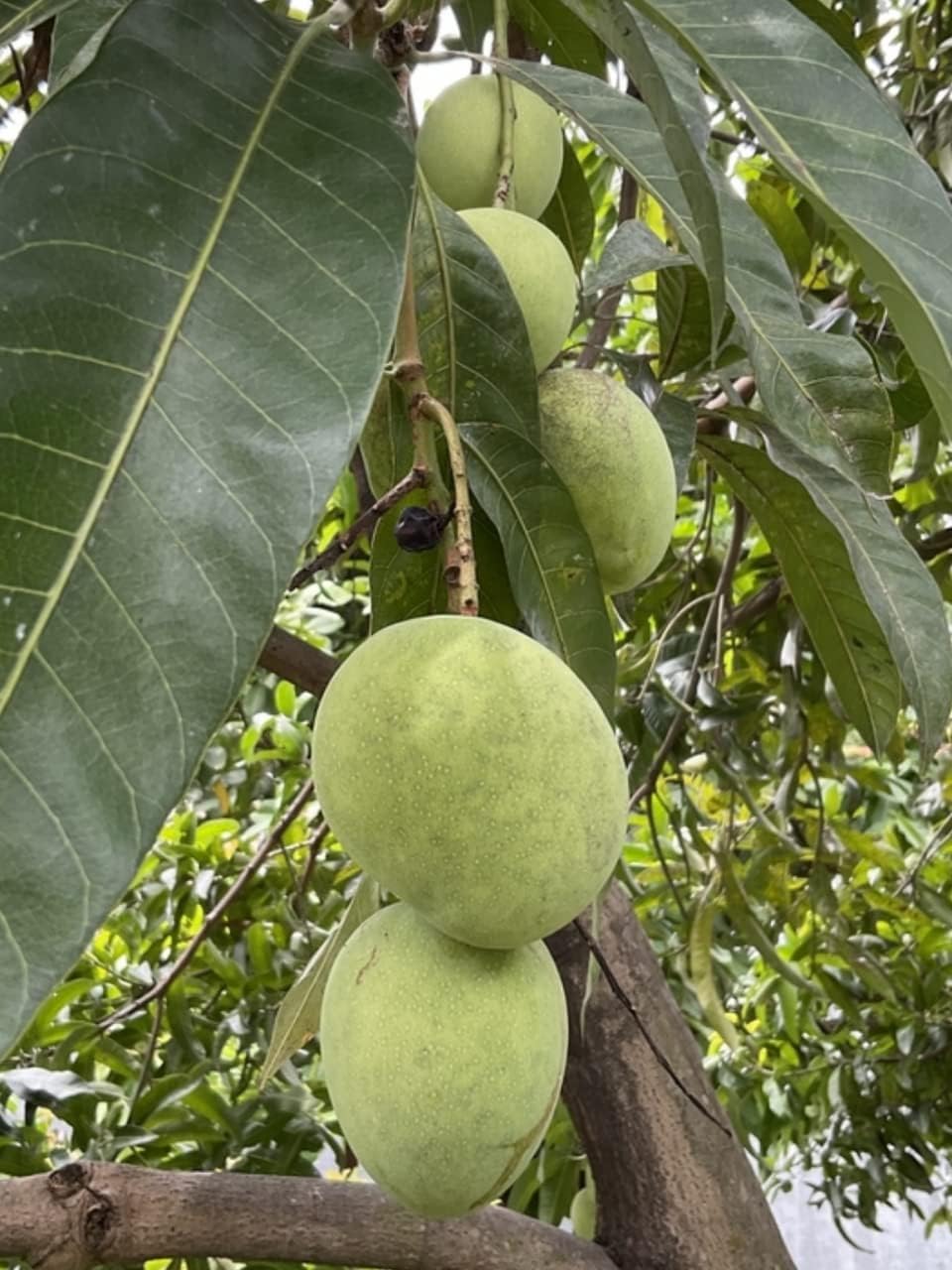 Sadabahar Mango Baramasi Grafted Live Mango Plant