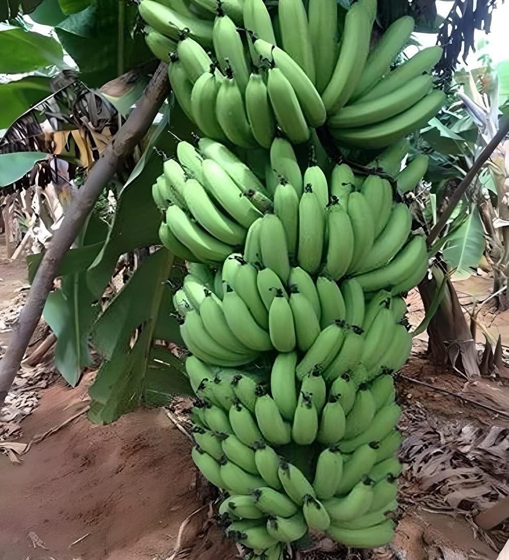 G9 Grand Naine Banana Plant