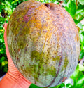 Brunei King Mango (4KG) Grafted Plant