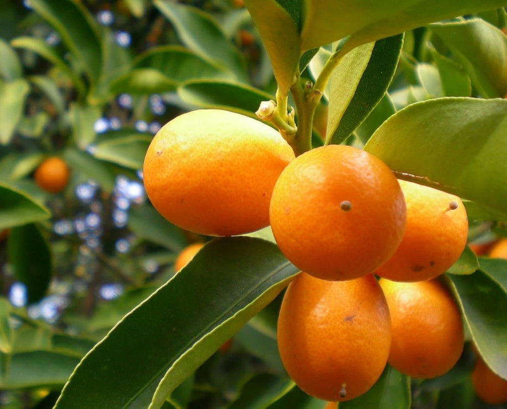 Kumquat Orange + Malta Combo (Pack of 2)