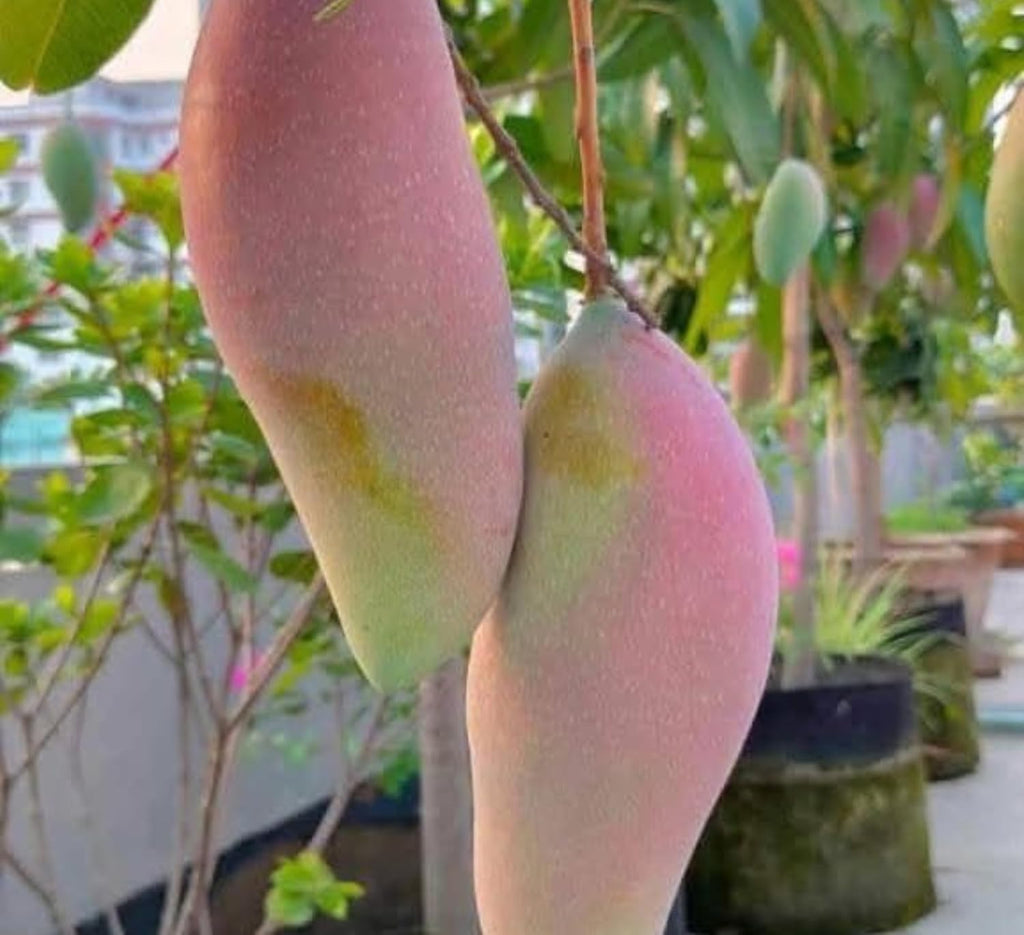 Thai Chiang Mai Mango (Grafted) Live Plant