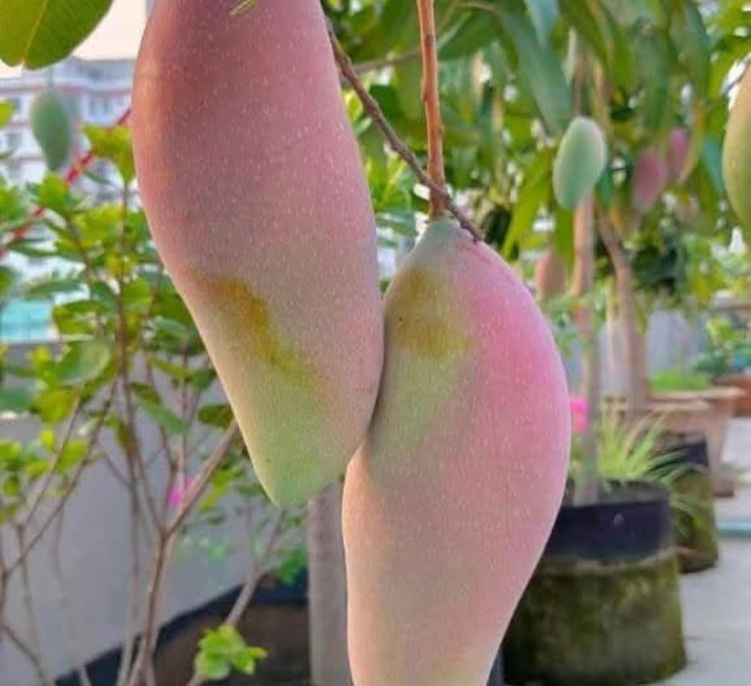 Thai Chiang Mai Mango (Grafted) Live Plant