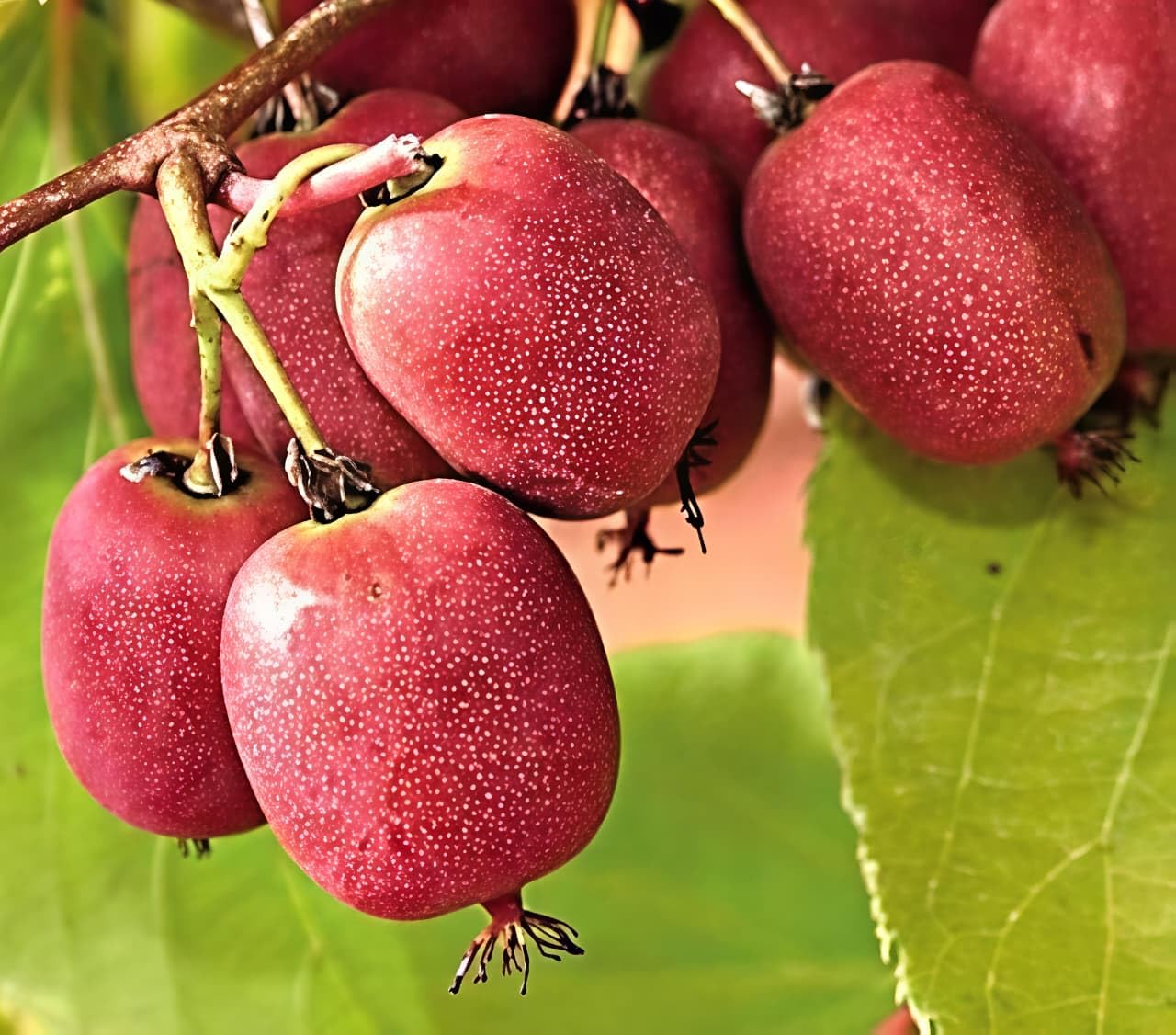 Red Kiwi Fruit Live Plant