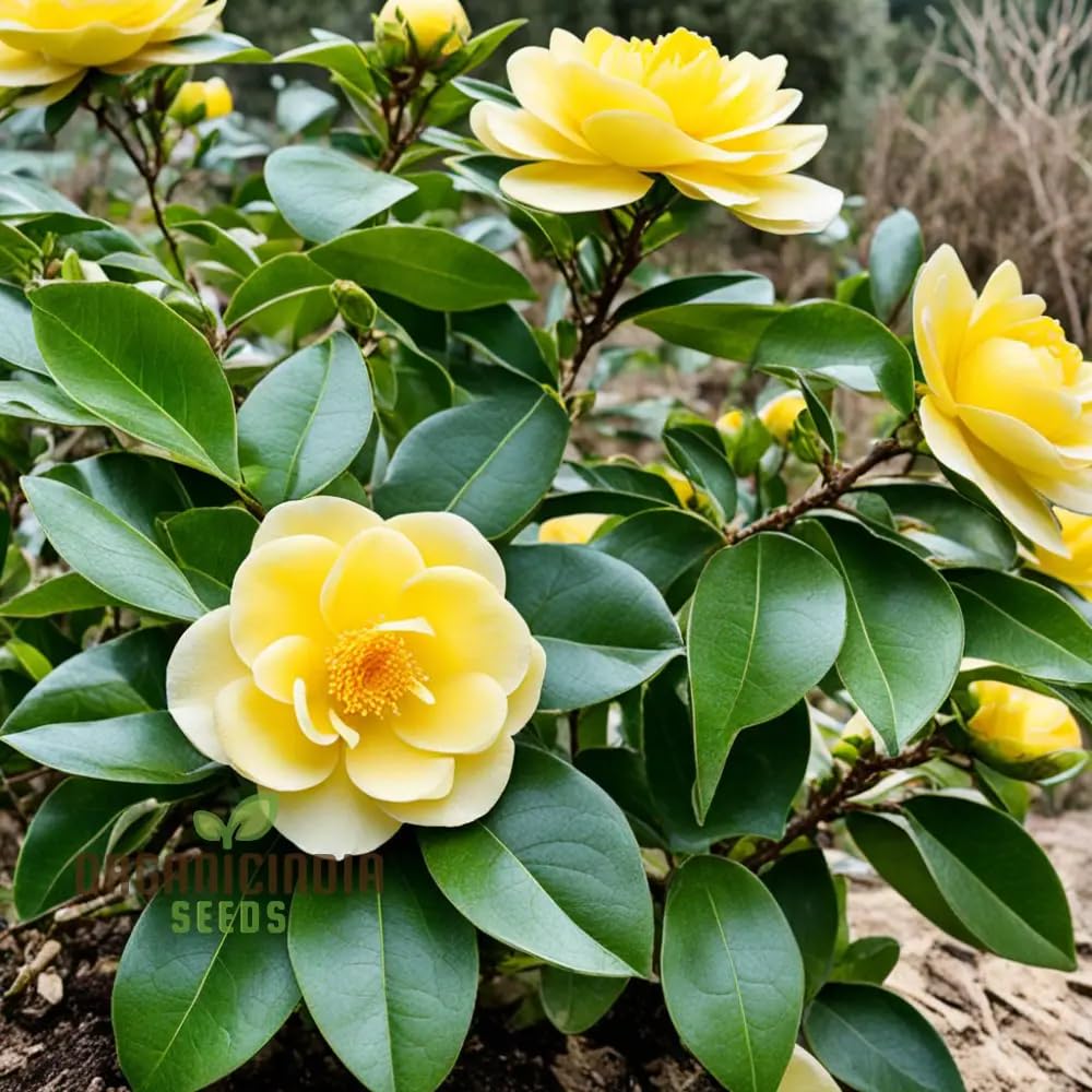 Yellow Camellia (Camellia Japonica) Live Plant