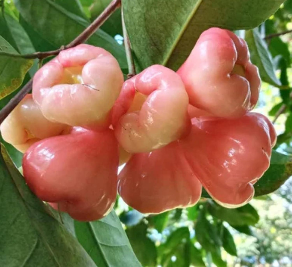 Pink Java Water Apple (Grafted) Live Plant