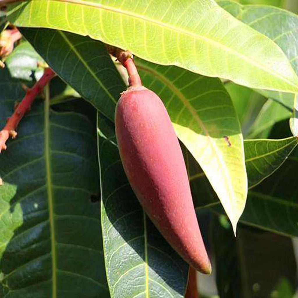 Chili Mango (Lajiao Red) Grafted Plant