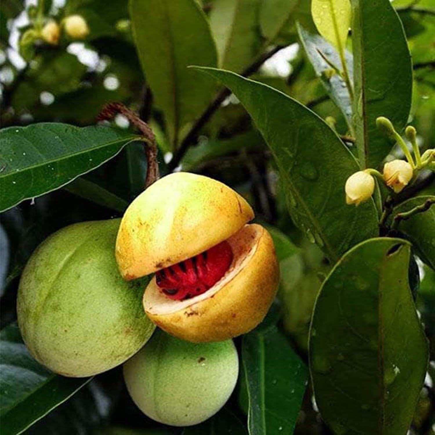 Nutmeg (Jaifal) Plant