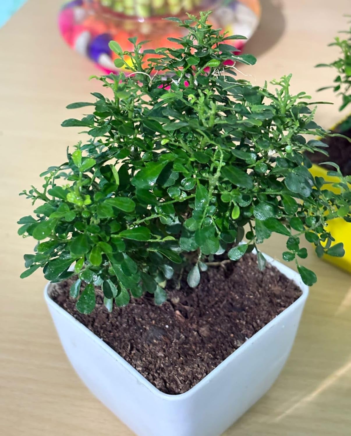 Ficus Bonsai Table Kamini Oxygen Indoor Live Plant