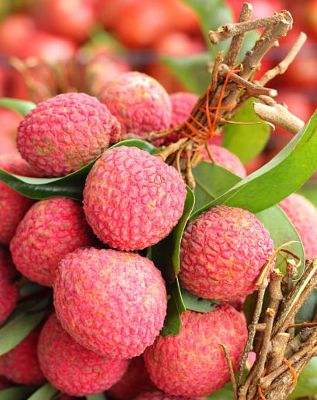 Thai Litchi Grafted Fruit Plant | Juicy Exotic Lychee Variety | Fast Growing Live Fruit Tree for Home Garden