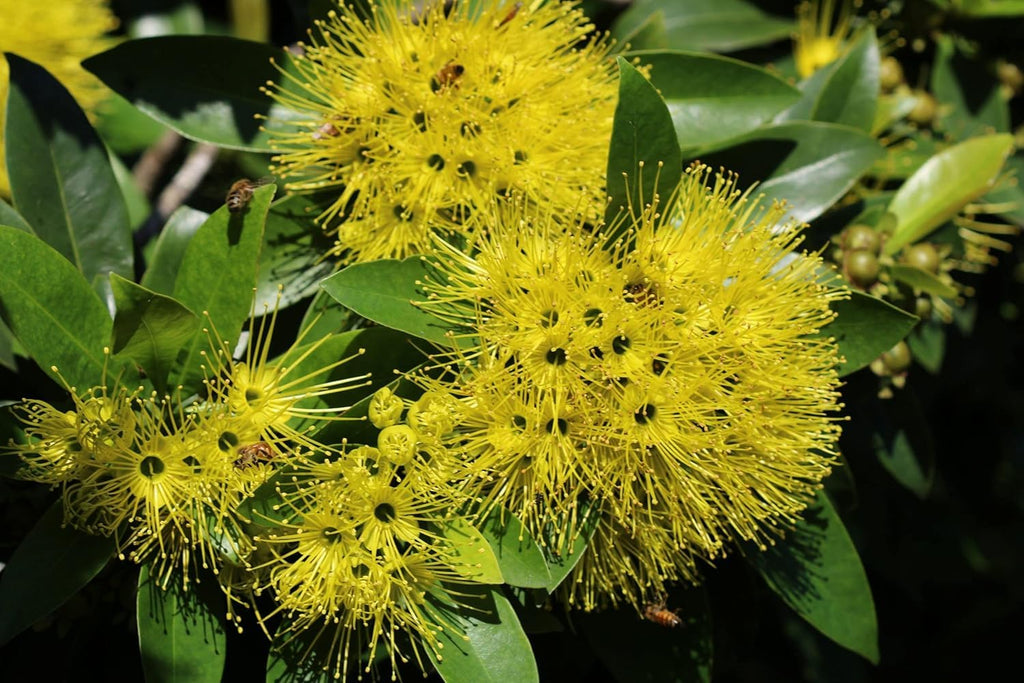 First Love Yellow (Xanthostemon) Flower Plant