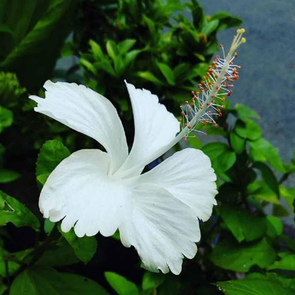 Hibiscus White (Gudhal)