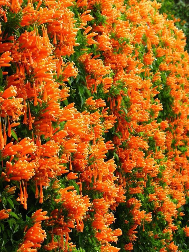 Flaming Trumpet Vine (Orange Bignonia Venusta healthy Live Plant)