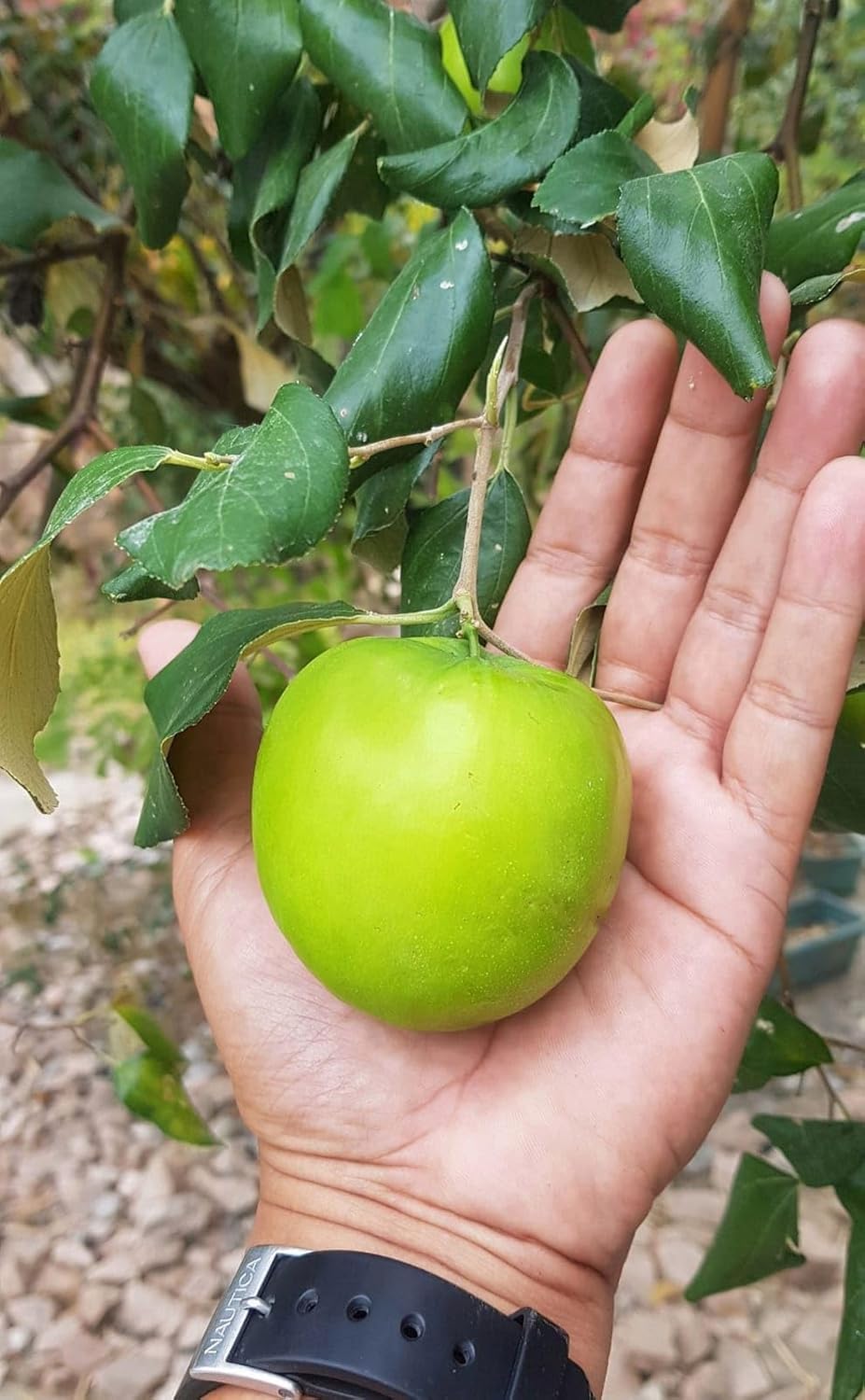 Green Baromasi Apple Ber (Dunks Kul) Grafted Plant