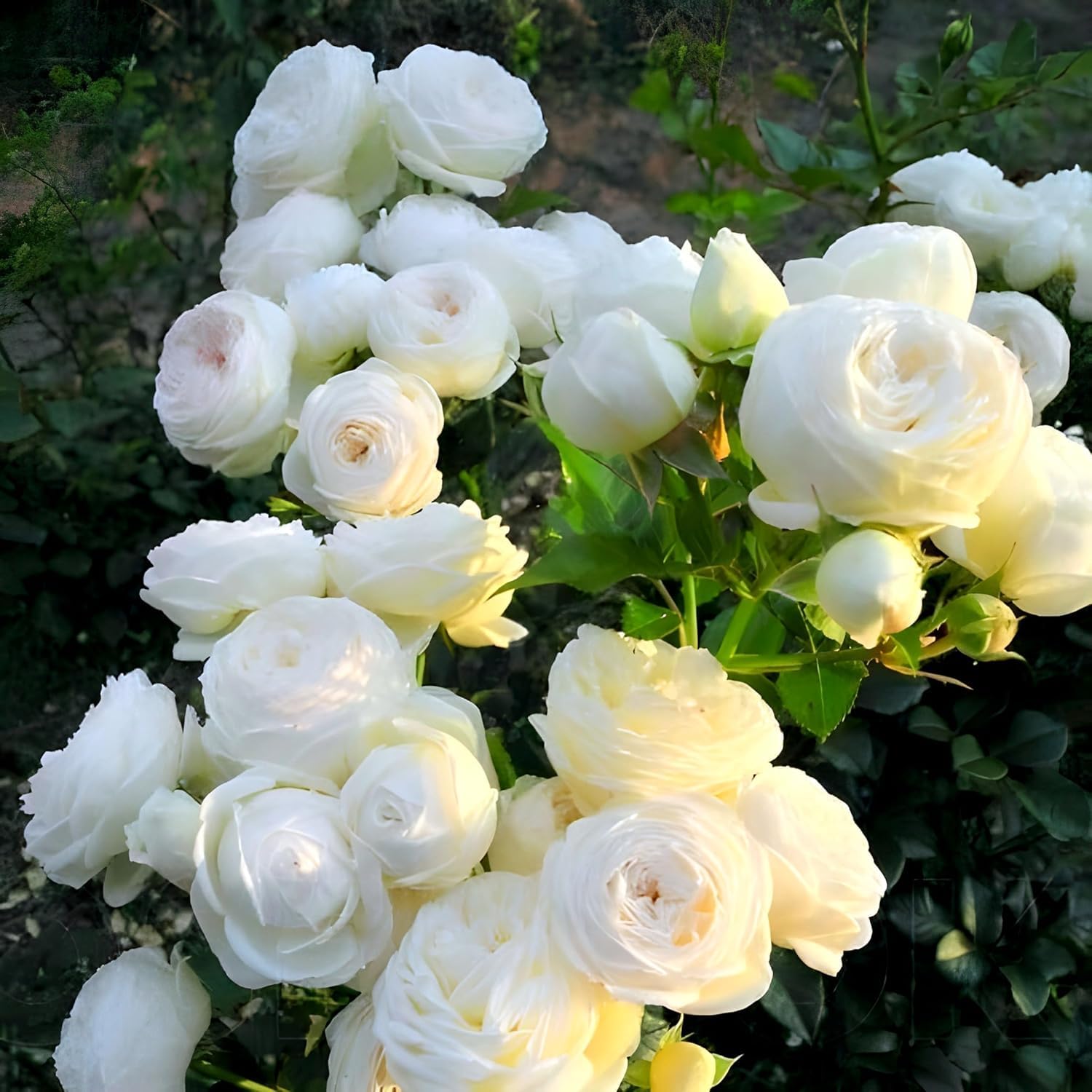 Climbing Rose White