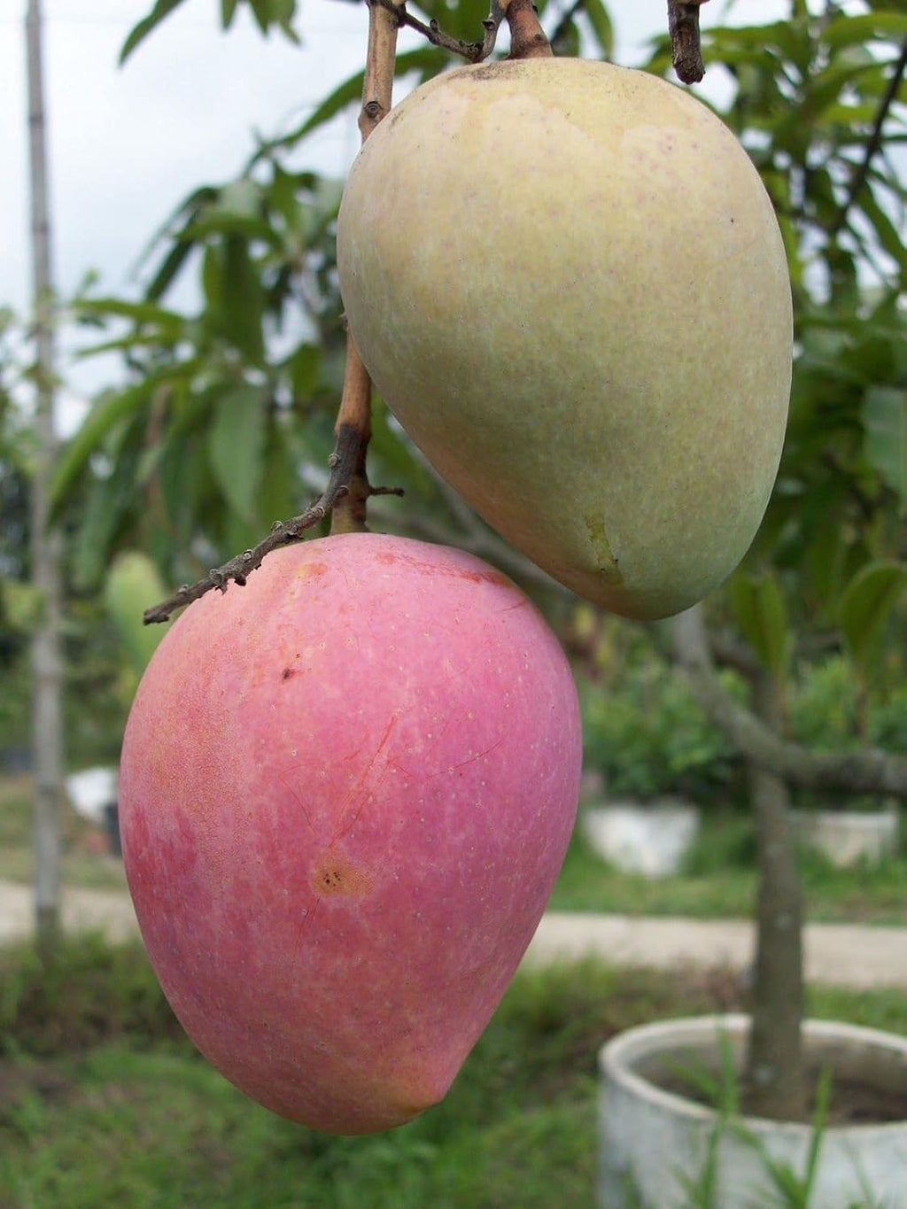 Khirsapati Mango Grafted Live Plant