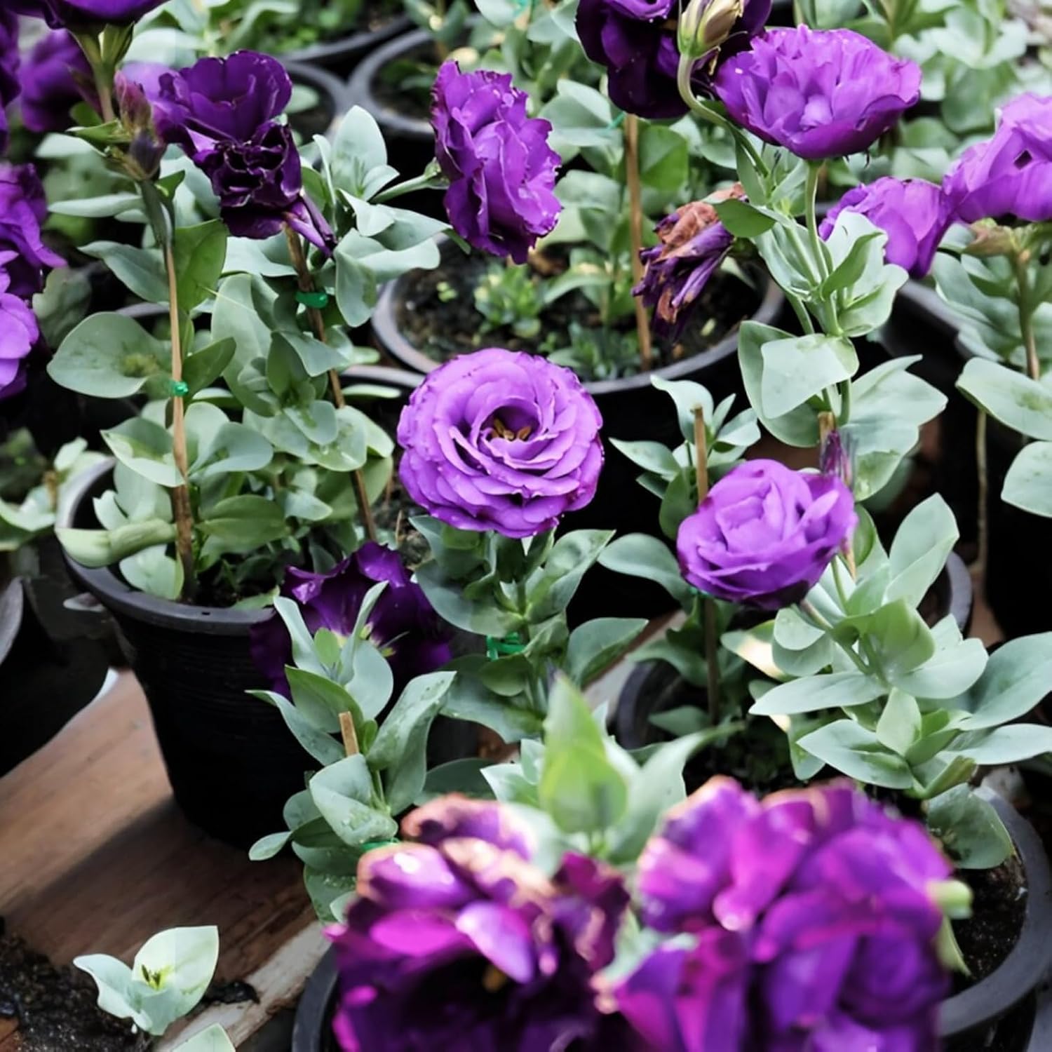 Multicolor Lisianthus Hybrid Flower Plant (Pack of 1)