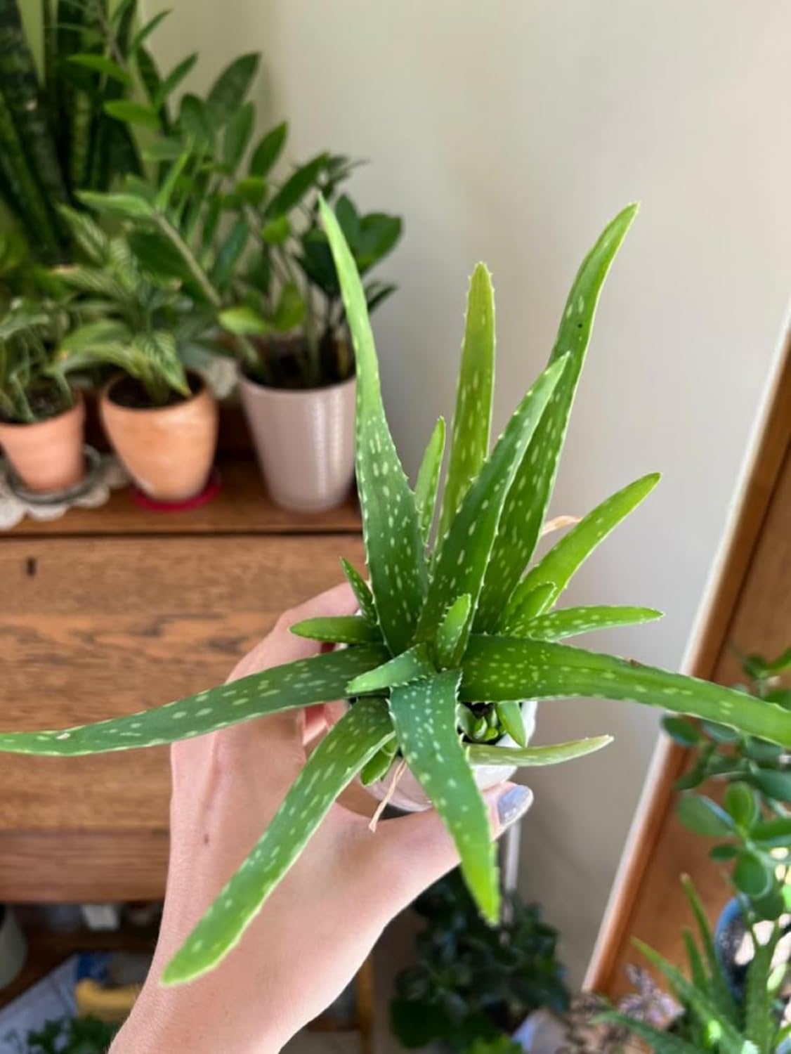 Aloe Vera Live Plant | Medicinal Indoor Outdoor Herbal Plant