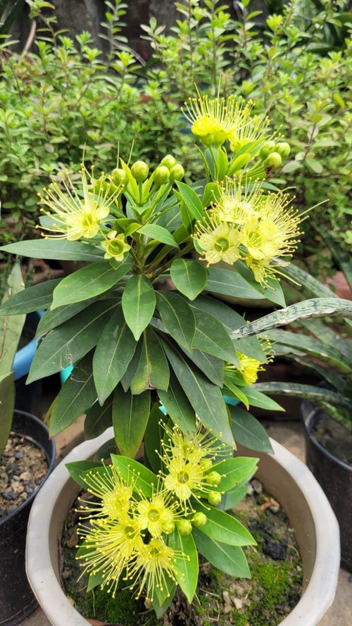 First Love Yellow (Xanthostemon) Flower Plant