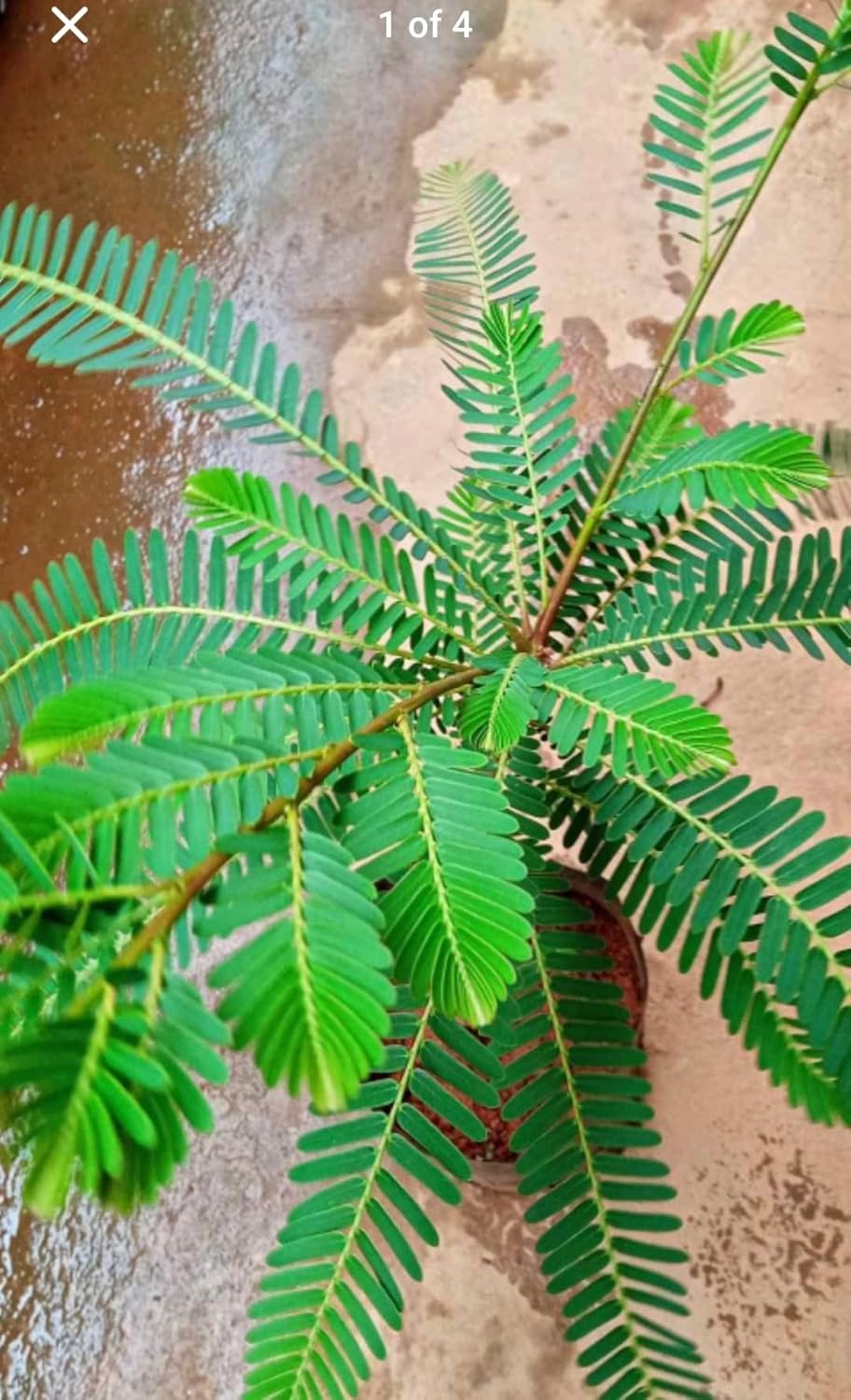 Amla (Gooseberry) Hybrid Clone Live Plant | Early Fruiting Amalaki Tree