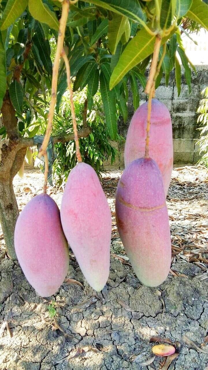 Thai Red Banana Mango Grafted Live Plant