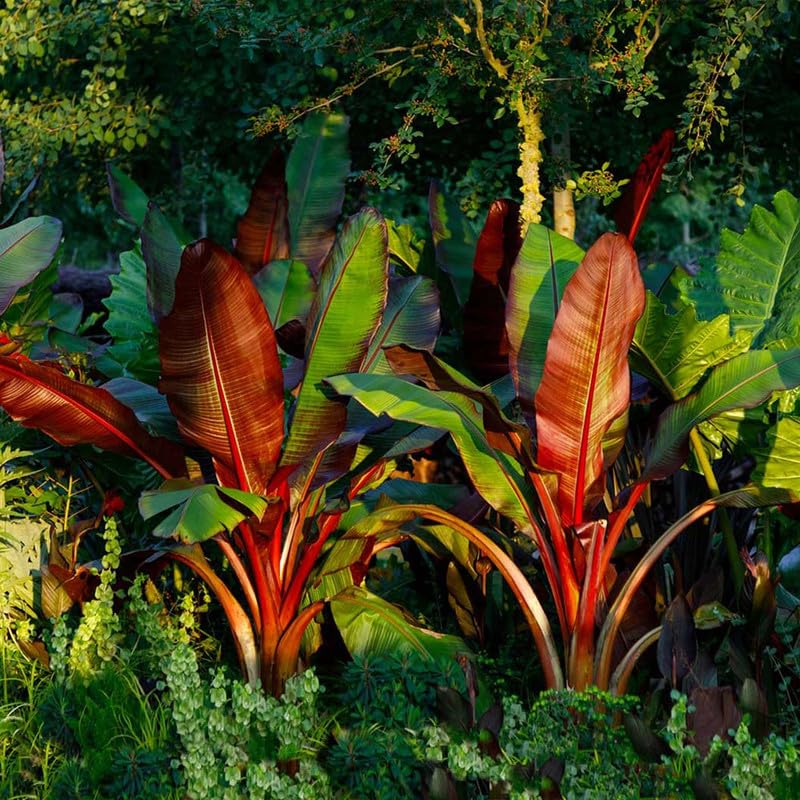 Kerala Red Banana Plant