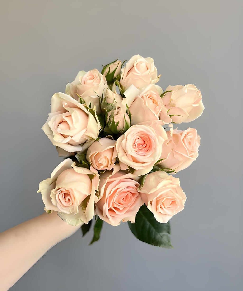 Climbing Rose Cream Flower Plant