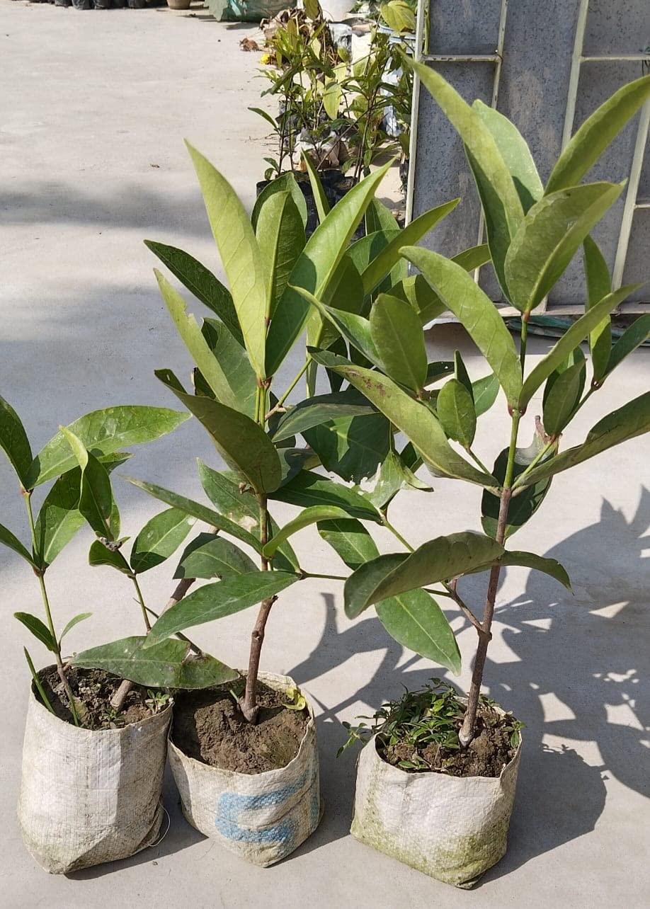 Red Java Water Apple Live  Plant (GRAFTED)