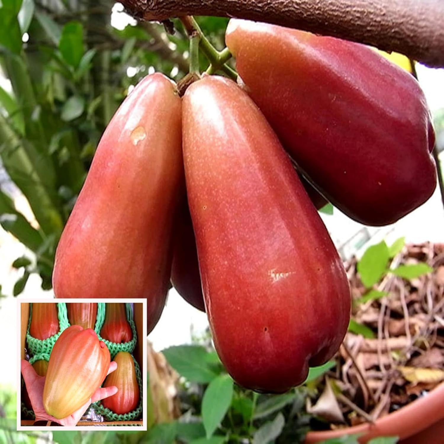 Red Java Water Apple Live  Plant (GRAFTED)