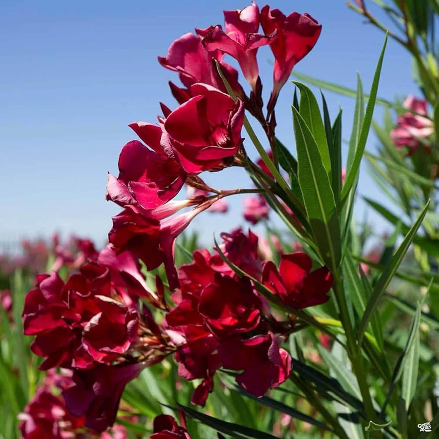 Oleander Red Flower Plant