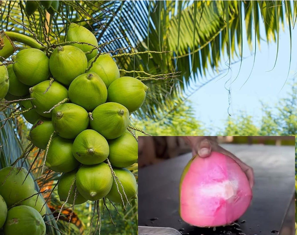 Pink Coconut Dwarf Hybrid Live Plant