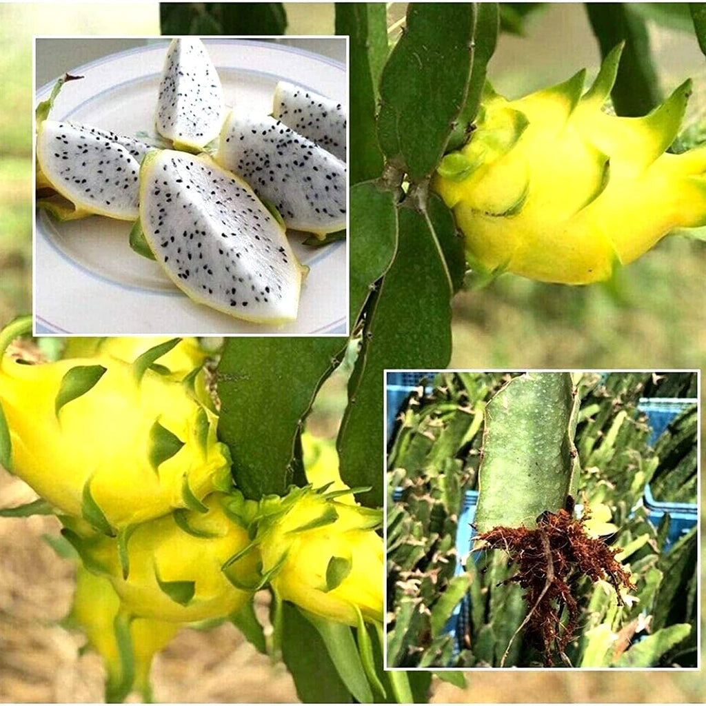 Dragon Fruit Combo (Pink + Yellow) Pack of 2